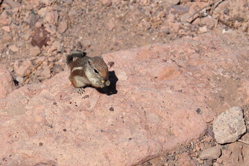 Harris's antelope squirrel eating a piece of cheese standing on its hind legs