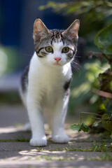 Little tabby and white kitten looking into camera in the garden  
