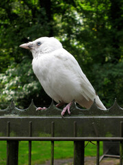 Rare white western jackdaw bird with blue eyes sitting on a metal gate 