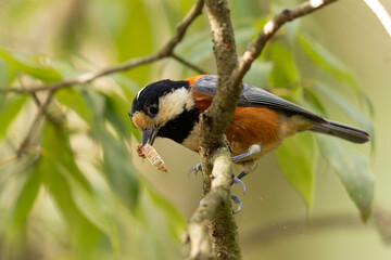 蛾のような虫をくわえたヤマガラ
