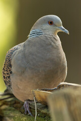 餌場で座って待つキジバト