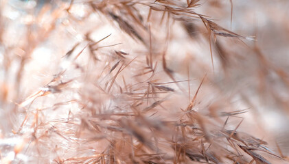 natural background close-up of a beige plant