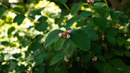 Beautiful flower in the forest
