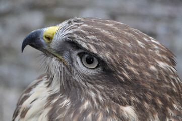 Common buzzard (Buteo buteo) portrait