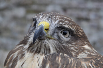 Common buzzard (Buteo buteo) portrait