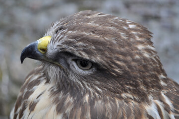 Common buzzard (Buteo buteo) portrait