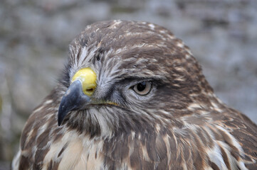 Common buzzard (Buteo buteo) portrait