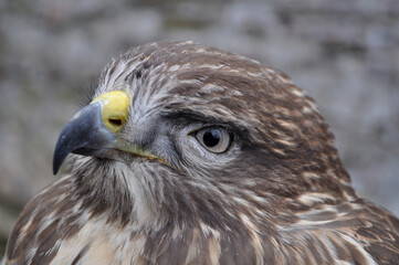 Common buzzard (Buteo buteo) portrait