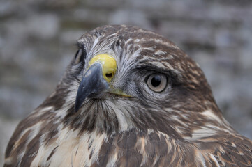 Common buzzard (Buteo buteo) portrait