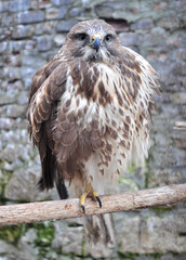 Common buzzard (Buteo buteo) portrait