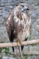 Common buzzard (Buteo buteo) portrait