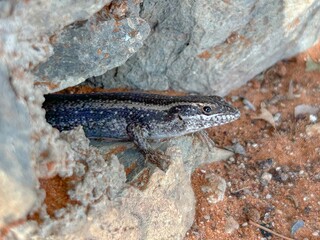close up of an african striped skink