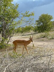 impala in the wild of Etosha National Park