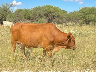 livestock in the wild of namibia
