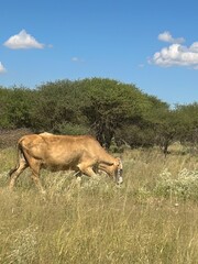 Naklejka na ściany i meble livestock in the wild of namibia