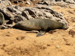 sea lion in the nature reserve of cape cross in Namibia