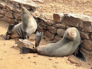 sea lion in the nature reserve of cape cross in Namibia