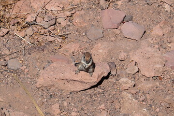 Harris's antelope squirrel standing on its hind legs
