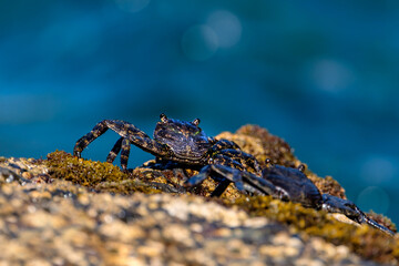 Young black crab on the cliff close to ocean on Gran Canaria island, Spain.