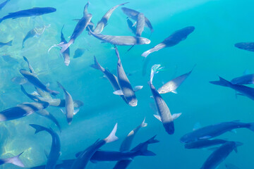 Herd mullet fish in the blue ocean water in Corralejo, Fuerteventura, can be used as natural background.