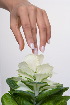 m&atilde;o cuidada com unhas pintadas, a segurar, e a tocar em couve ornamental. repolho ornamental
