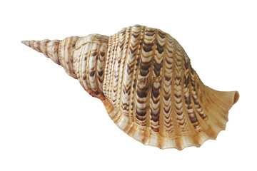 Large seashell isolated. Png transparency