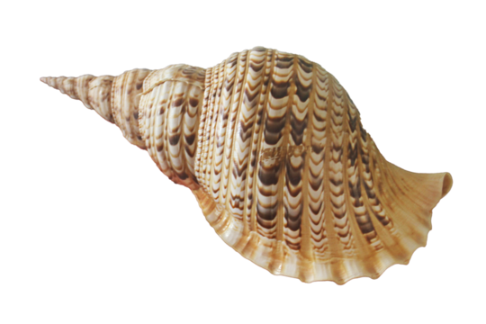 Large seashell isolated. Png transparency - Powered by Adobe