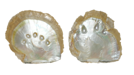 Pearl embedded in Shell Pearl isolated. Png transparency