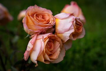 

English peach rose on the background