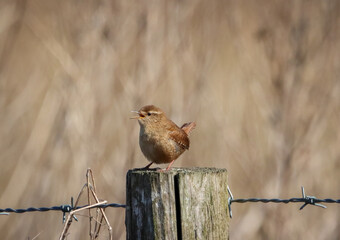 A beautiful animal portrait of a House Wren singing whilst perched on a post in the countryside