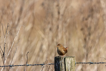 A beautiful animal portrait of a House Wren singing whilst perched on a post in the countryside