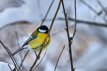 Little yellow titmouse on a branch in winter in the forest.