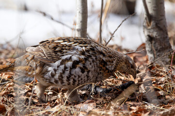 Female Ruffed grouse is foraging in the spring woods in the wild.