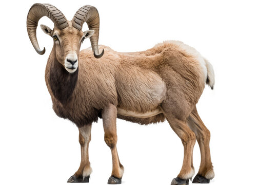 horn barbary sheep isolated on white