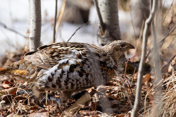 Ruffed grouse is  walking in the woods in spring and looking for food.