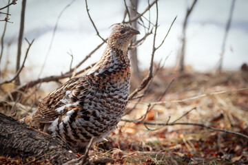 Ruffed grouse is  walking in the woods in spring and looking for food.