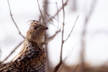Ruffed grouse in camouflage in early spring in the wild.