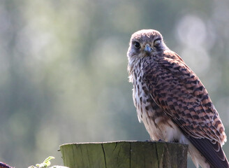 A beautiful Kestrel Perched on a tree trunk. Unfortunately, this Kestrel only has one eye, possibly lost in an attack by another predator.