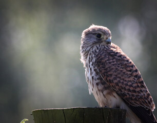 A beautiful Kestrel Perched on a tree trunk. Unfortunately, this Kestrel only has one eye, possibly lost in an attack by another predator.