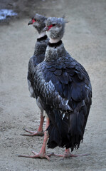 Southern screamer (Chauna torquata) portrait