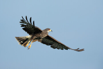 Snail Kite