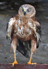 Western marsh harrier (Circus aeruginosus) portrait