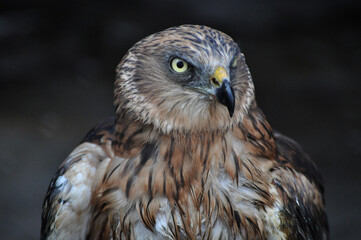 Western marsh harrier (Circus aeruginosus) portrait