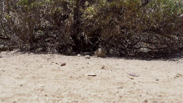cute little Degus, Octodon, rodents native to South America. Group of Degu sitting at their den in the arid landscape of the atacama desert in Chile at chinchilla sanctuary.