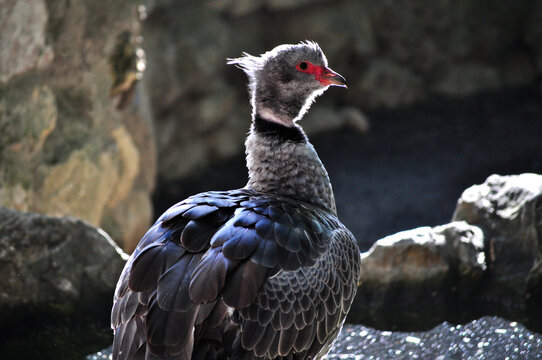 Southern screamer (Chauna torquata) portrait