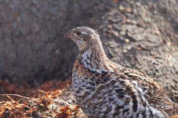 Ruffed grouse in camouflage in early spring in the wild.