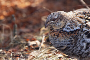 Ruffed grouse in camouflage in early spring in the wild.
