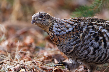 Ruffed grouse in camouflage in early spring in the wild.