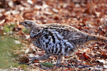 Ruffed grouse is  walking in the woods in spring and looking for food.