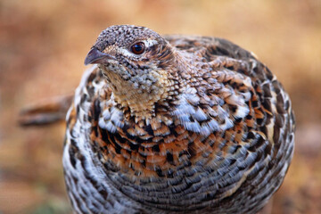 Ruffed grouse in camouflage in early spring in the wild.